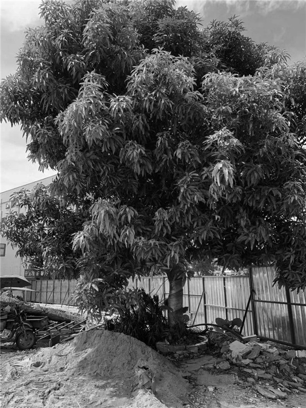 新西林景觀丨東莞首鑄御峰華庭