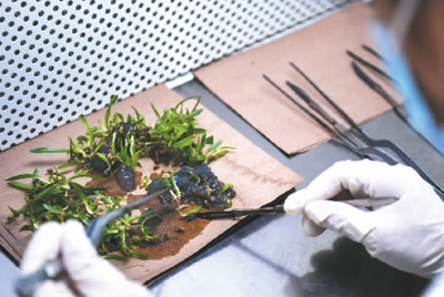 一南一北 國家植物園花開兩朵