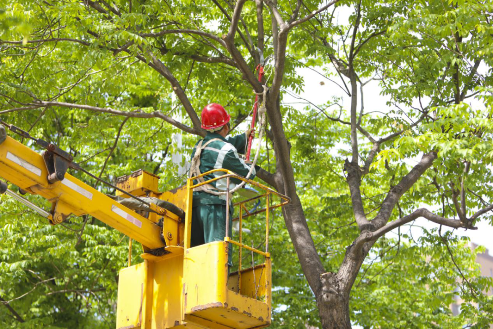 西安首部園林綠化精細化管理地方標準發布