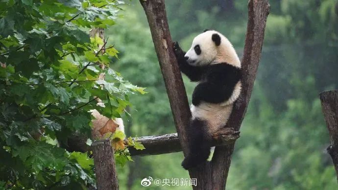 北京大熊貓公園，要來了！