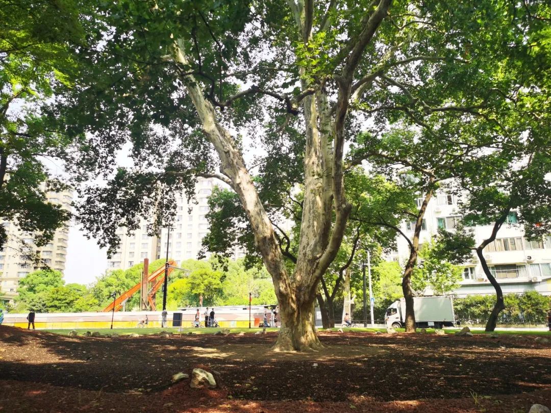 上海：百年中山公園拆墻 以全新姿態融入蘇州河公共空間