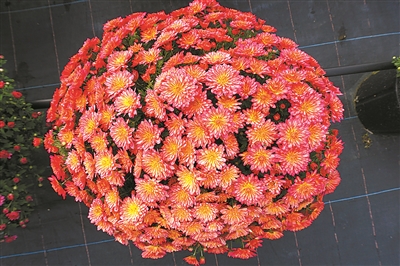 弘揚菊花文化 展現“京花”魅力