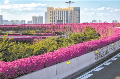 花城廣州四季花開背后的秘密
