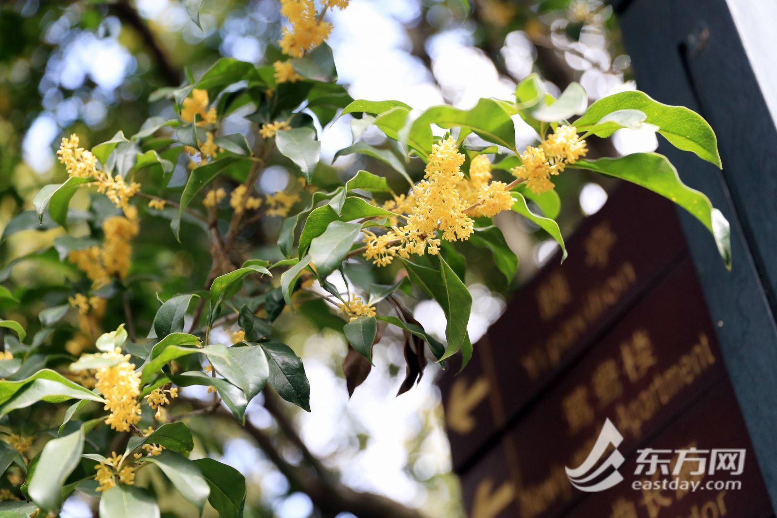 上海桂林公園修繕回歸重登“顏值巔峰”