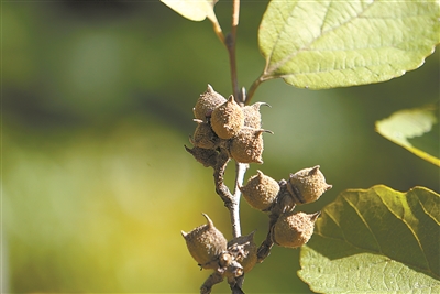 上海植物園：城市中心的植物博物館