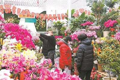 北上廣年宵花市節(jié)日氛圍漸濃
