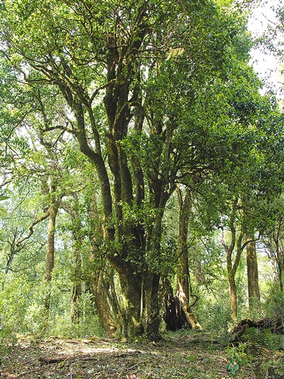 中國(guó)古樹名木已是興旺的“大家庭”