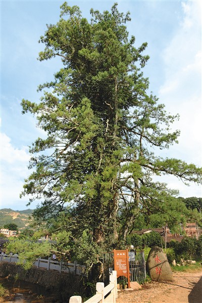 中國(guó)古樹名木已是興旺的“大家庭”