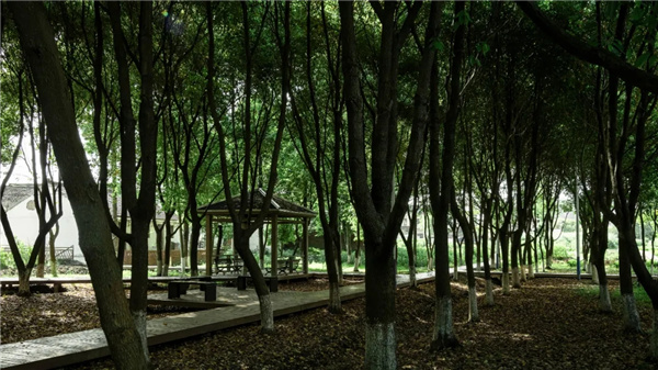 平介設(shè)計(jì)丨震澤“五美三優(yōu)”鄉(xiāng)村景觀改造