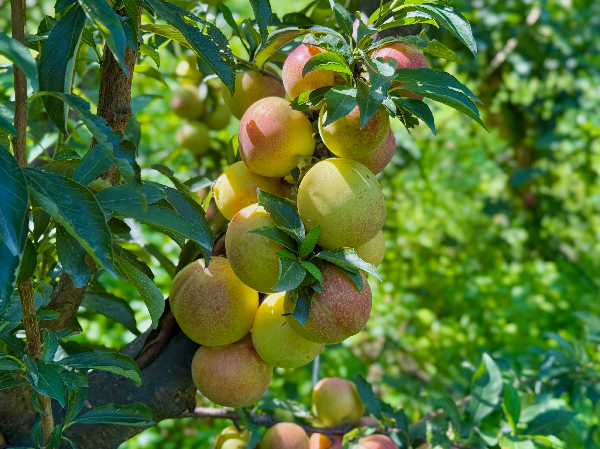 碩果飄香·豐涵海淀丨海淀李子:紫玉垂枝,酸甜馥郁