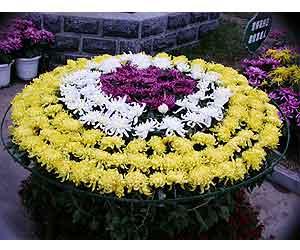 揭秘造型植物(二):造型菊