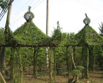 揭秘造型植物(三):小葉女貞