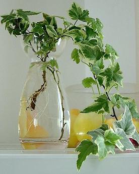 園藝DIY:盆栽變水培(圖)