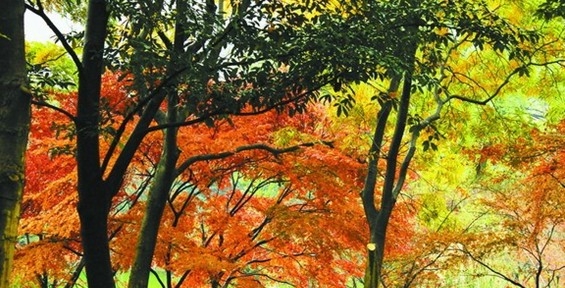 杭州太子灣公園彩葉樹進入最佳觀賞季