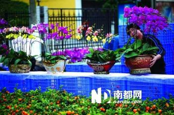 年花經(jīng)濟背后花農(nóng)的艱難轉(zhuǎn)型