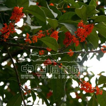 福建浦城紅福木樨園：巧借網(wǎng)絡(luò)營銷 丹桂滿園飄香