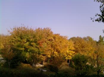 秋紅萬葉集：泣血告知 紅葉不是在香山(組圖)