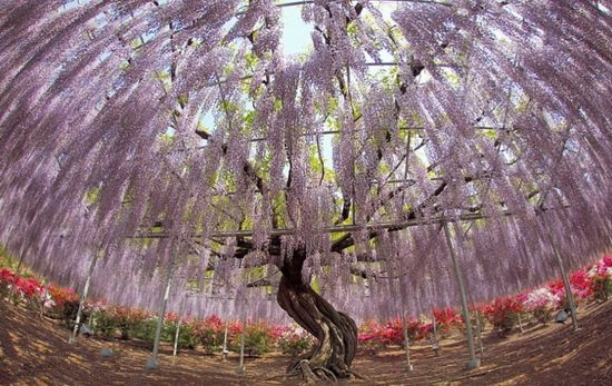 阿凡達現實版靈魂樹 吸引無數游客