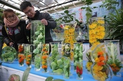 北京原生態花卉受追捧 保持20年不褪色