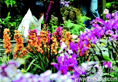 湖北：武漢植物園蘭花爭(zhēng)奇斗艷 市民大飽眼福