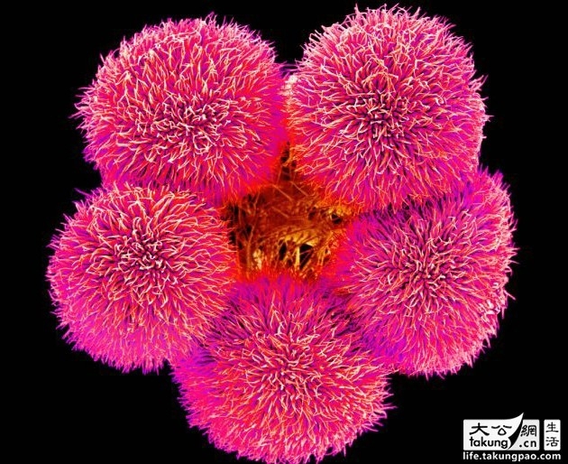 日本藝術(shù)家拍攝顯微鏡下的唯美鮮花
