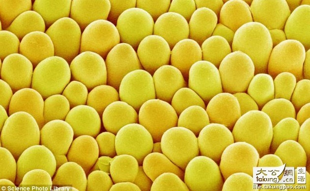 日本藝術(shù)家拍攝顯微鏡下的唯美鮮花