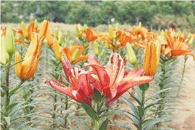 河南:鄭州植物園百合花開 花期短暫莫錯過