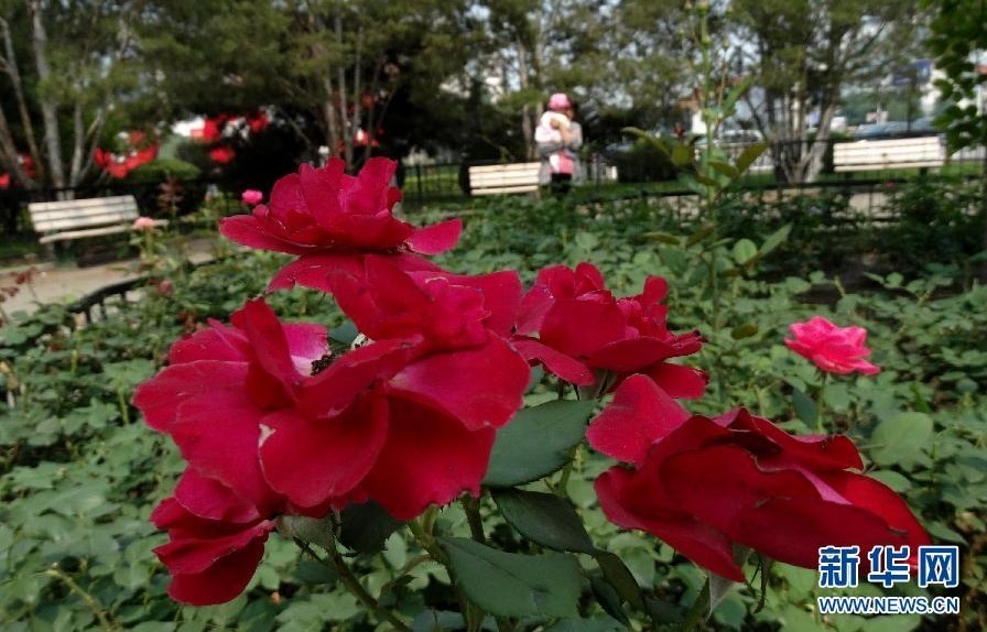 北京:加大城市綠化工作 鮮花扮靚城市生活