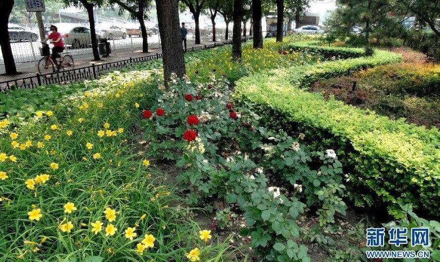 北京:加大城市綠化工作 鮮花扮靚城市生活