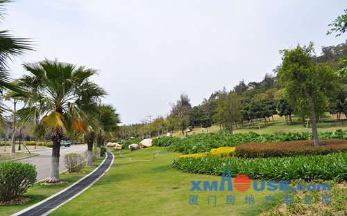 廈門:擬修訂園林綠化條例 損害古樹名木或將被罰