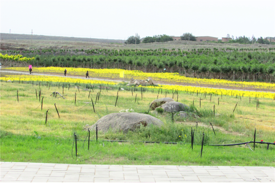 白云鄂博礦山修復后