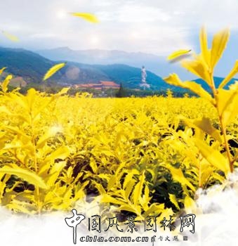 無錫明申農(nóng)業(yè)特色品種黃金枸骨 圓彩化中國的夢(mèng)
