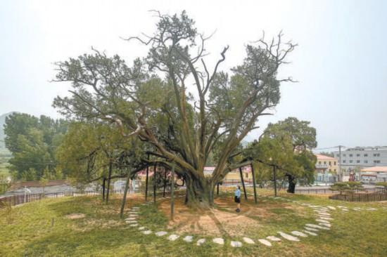 北京明年再建20處古樹公園 探索新保護模式