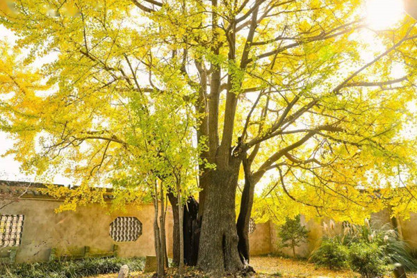 上海今年將新增5座古樹公園