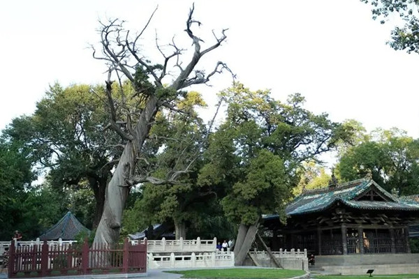 太原引導全社會合力保護古樹名木