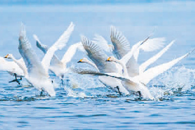 濕地旅游：親水觀鳥深呼吸 賞花徒步可露營