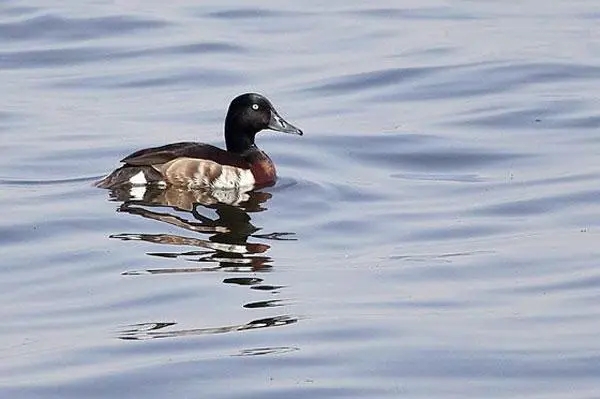 衡水湖案例亮相聯合國生物多樣性大會