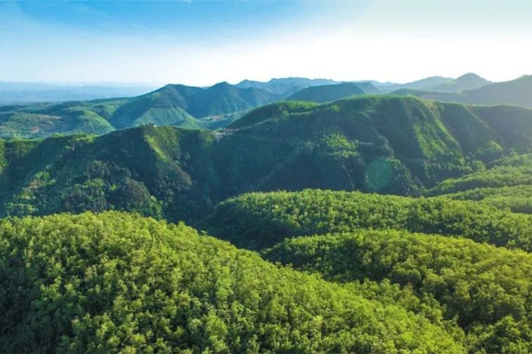 2022年我國完成國土綠化超1億畝