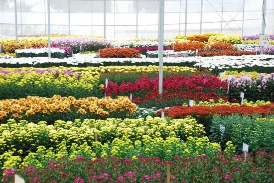 2022年我國花卉出口額創歷史新高