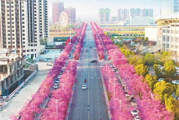 新優開花植物豐富城市景觀打造魅力街景