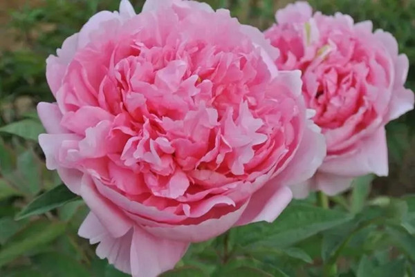 李學武代表：建議將牡丹確定為我國國花