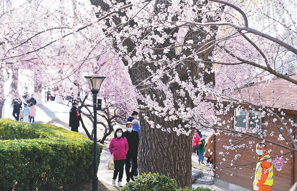 北京：本周六去玉淵潭公園賞櫻花