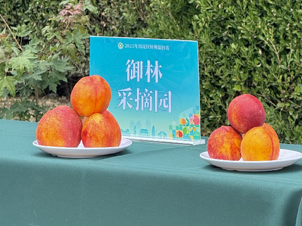 碩果飄香·豐涵海淀 | 北京舉辦鮮桃擂臺(tái)賽活動(dòng)